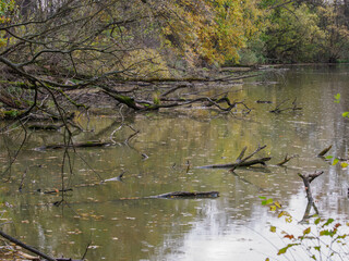 Fallen, decaying tree branches in the pond water near the shore with raindrops.
