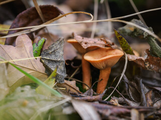 Orange chanterelle mushrooms under autumn leaves.
