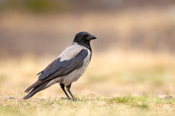 Wrona siwa (Corvus cronix)