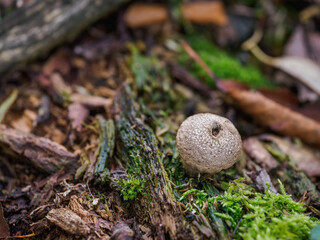 Close-up of a puffball mushroom growing near moss with an opening at the top.
