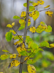 Close-up of a young poplar trunk with colorful autumn leaves moving in the wind.
