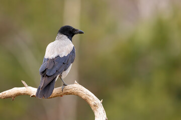 Wrona siwa (Corvus cronix)