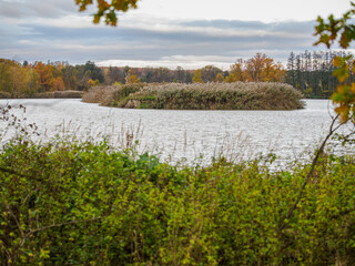 An island with reeds in the center of the pond.

