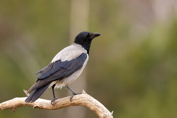 Wrona siwa (Corvus cronix)