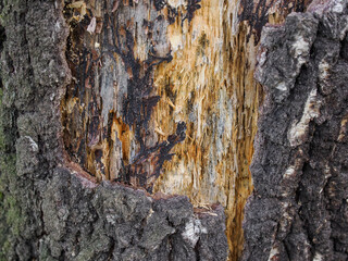 Exposed inner part of tree pith beneath the bark made by a woodpecker.
