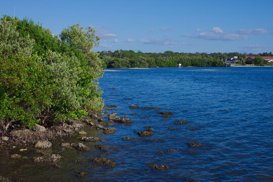 Tranquil Coastal Shoreline With Greenery, Mangrove trees, Rocks, and Clear Blue Water Under a Bright Sky Gulfport, FL. Lush trees along a rocky shore, vivid blue water, and distant houses across the b
