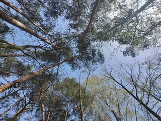 Forest canopy view looking upward with mixed deciduous and coniferous trees. Intricate branch pattern against bright sky reveals natural woodland structure, spring foliage and sky peaking through dens
