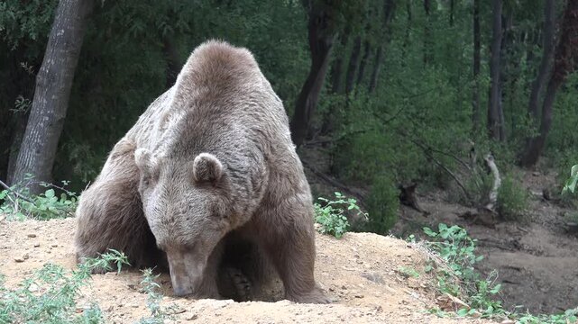 Real wild brown bear roaming free in the forest in nature.Ursus arctos is a large bear species found across Eurasia and North America.Grizzly Alaskan Kodiak Carnivora Marsican Eurasian brown bear.