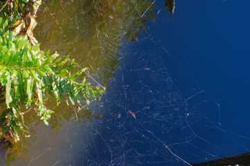 Spider Web Among Green Leaves Against Clear Blue Sky: Natural Outdoor Network of Silk. Delicate spider web stretches across vibrant green leaves with a deep blue sky behind. Sunlight highlights the gl