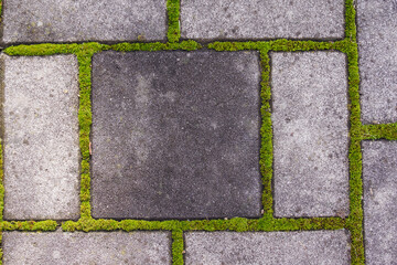 Green moss growing between interlocking paving tiles.
