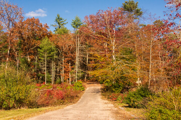 country road in autumn