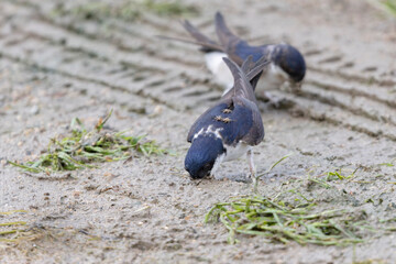 Crataerina hirundinis, a parasitic louse fly on Western house martin, Delichon urbicum, in France