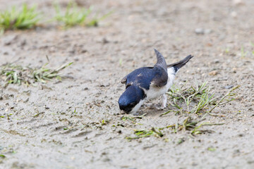Crataerina hirundinis, a parasitic louse fly on Western house martin, Delichon urbicum, in France