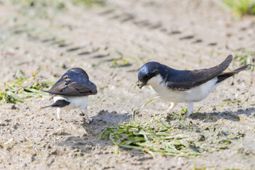 Crataerina hirundinis, a parasitic louse fly on Western house martin, Delichon urbicum, in France