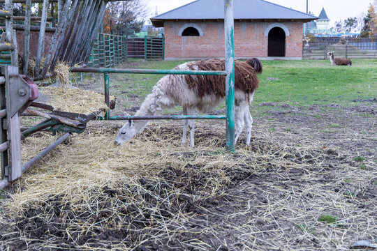 A gentle llama grazing on straw in a rustic farmyard, surrounded by vibrant green grass and rustic wooden structures. - Powered by Adobe