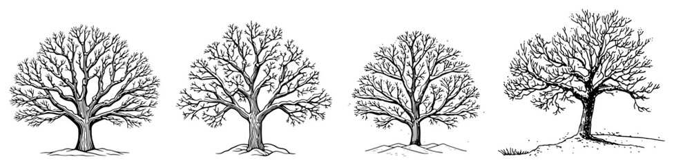 Winter Bare Oak Tree Silhouette Set &ndash; Detailed Leafless Trees Vector Collection for Seasonal Designs