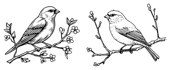 Songbirds Perched on Berry Branch – Elegant Winter Bird Line Art Vector Illustration