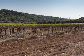 A vineyard field that has existed in one place for centuries
