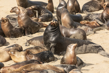 California Sea Lion Colony Rookery with Dominant Male. Crowded Beach During Breeding Season in San Diego