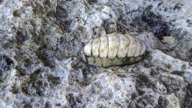 Vaillant&rsquo;s spiny chiton (Acanthopleura vaillantii) clinging to a rock at low tide along the Red Sea in Egypt, highlighting intertidal marine life.