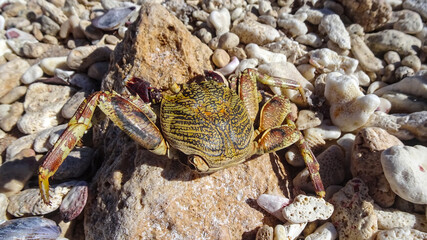 Empty shell of a crab (Brachyura) resting on the sandy beach near the Red Sea shoreline, highlighted by warm natural sunlight.
