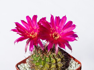 Cactus Lobivia tiegeliana var. pusilla from Tarija, Bolivia, showcasing its beautiful magenta flowers against a clean white backdrop