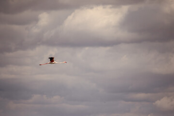 Flamingo flying alone under dramatic cloudy sky near Santa Pola, Spain, symbolizing freedom and solitude.