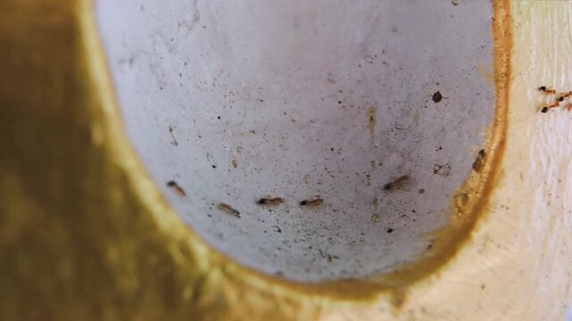 Tiny ant walking on white surface of wall, the pheromone trails help them navigate without getting lost. That's why they march in a nearly perfect line