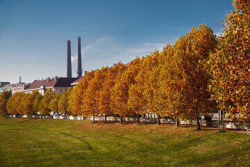 Autumn gold color trees czechia