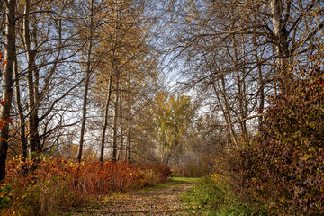 Giant tree in autumn forest way