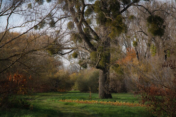Giant tree in autumn forest way