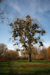 Giant tree in autumn forest way