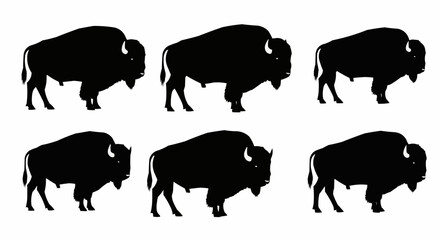 Obraz premium American bison