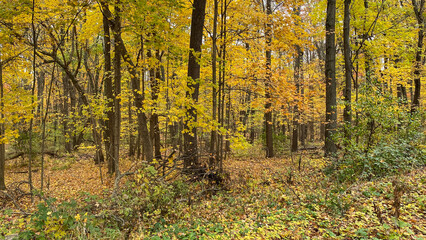 Obraz premium Country Woods with Yellow Leaves in the Fall