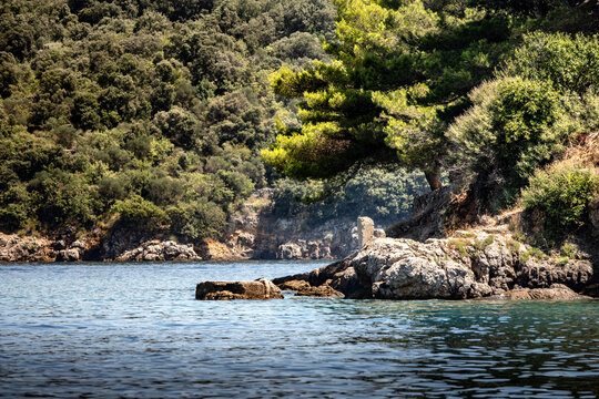 Evergreen, pine forest next to the sea at the village of Valun on the beautiful Cres island, Croatia
