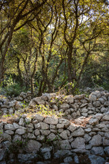 Old, stone drywall in the overgrown bush at the village of Valun, on the Cres island, Croatia
