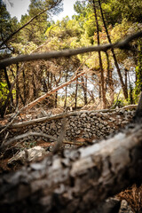 Old, stone drywall in the dried out pine tree forest on Cres island, Croatia