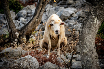 White sheep crouching in the wild nature of Cres island, Croatia, grazing freely in the harsh environment