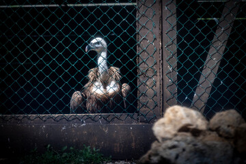 Injured and endangered griffon vulture closed in a cage during its recovery at the town of Beli,...