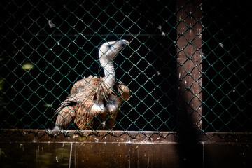 Injured and endangered griffon vulture closed in enclosure during its recovery at the town of Beli, located on the Cres island, Croatia
