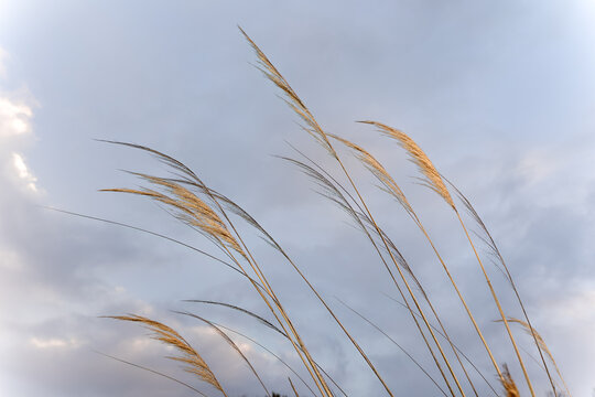 Tall pampas grass seed heads bend gracefully in the wind under a cloudy sky, illuminated by soft natural light