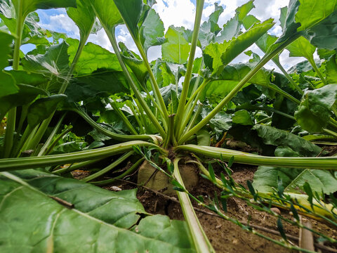 Close view of sugar beet plants growing under a bright sky in a field, showcasing their lush green leaves and healthy roots