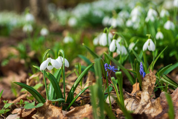 White snowdrop flowers along with purple scilla buds emerging from brown leaves and green grass on the forest floor, symbolizing the arrival of spring and new life