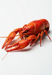 A vibrant red cooked crawfish is prominently displayed on a clean white background, showcasing its intricate details and texture ,healthy eating ,seafood ,cuisine