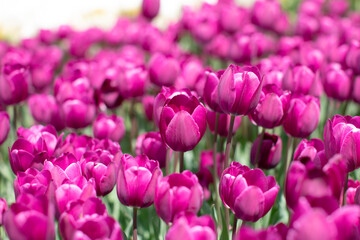Beautiful field with pink and purple tulips under sun