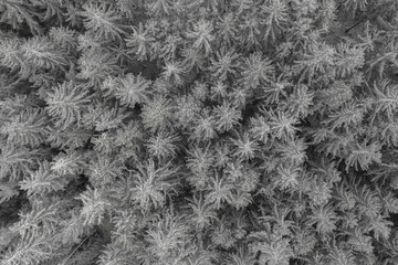 Baumspitzen von oben