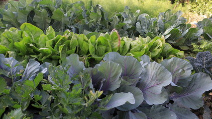 vegetable in the garden