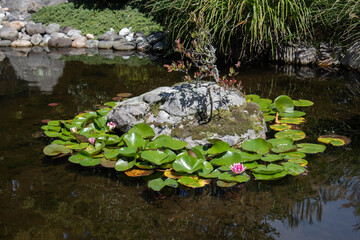 water lily sanctuary 