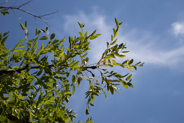 green leaves against blue sky