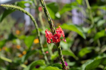 red porterweed flower